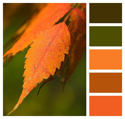 Foliage Coloring Autumnal Coloring Autumn Leaves Orange Leaf Fall Image